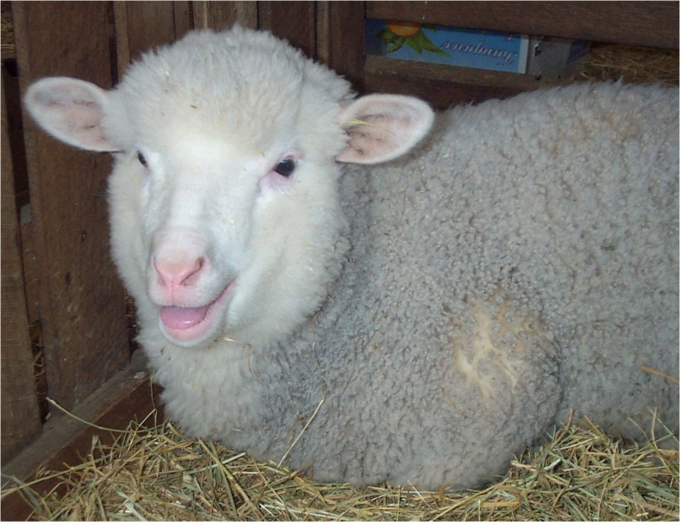 Sheep2.jpg